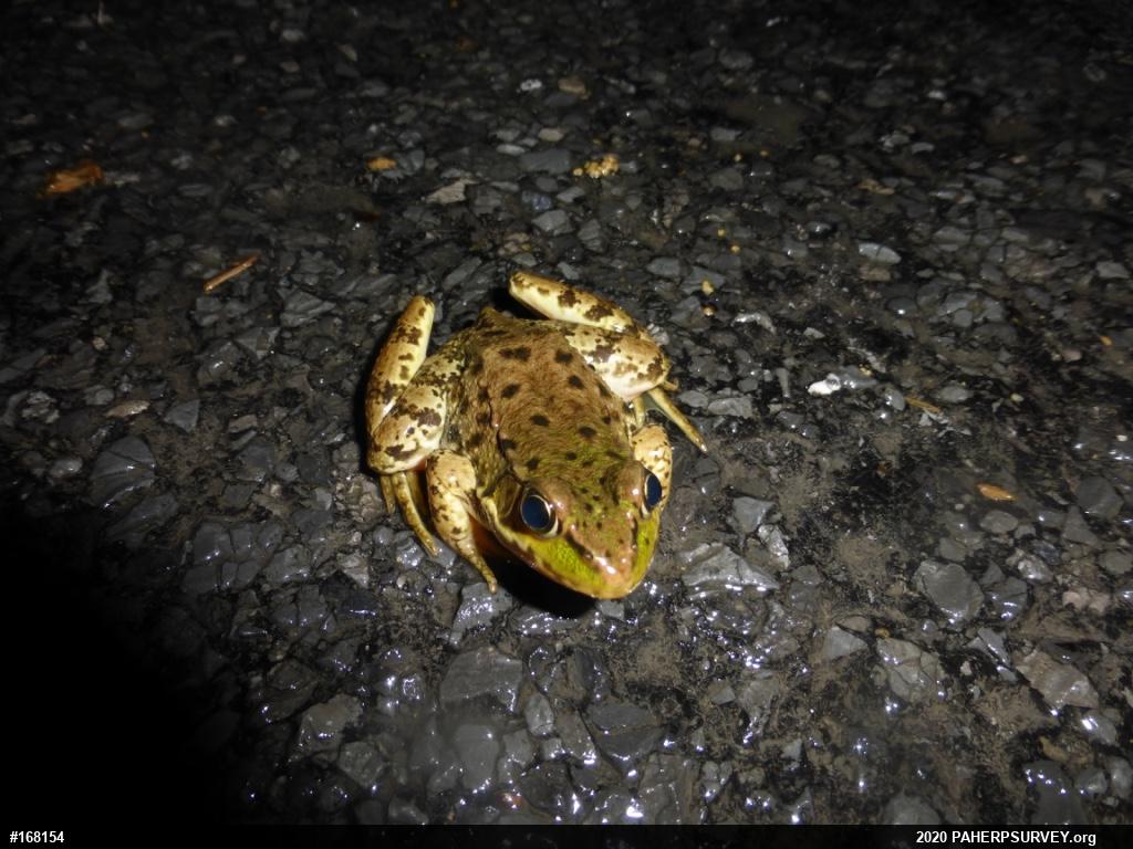 Green Frog