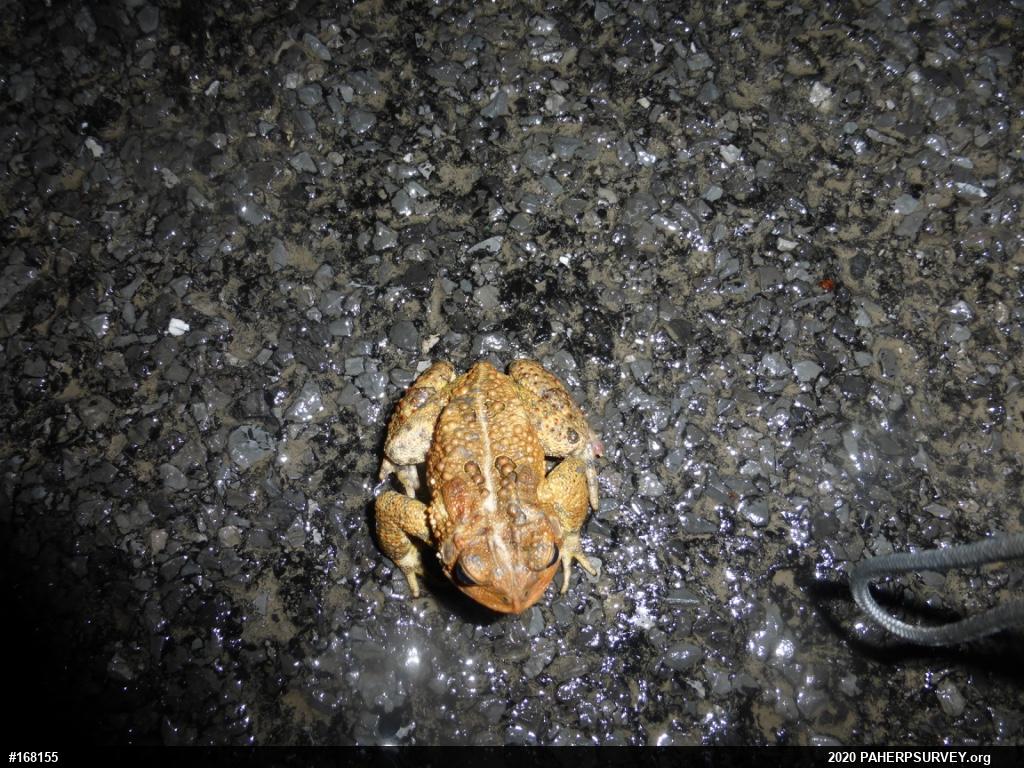 Eastern American Toad