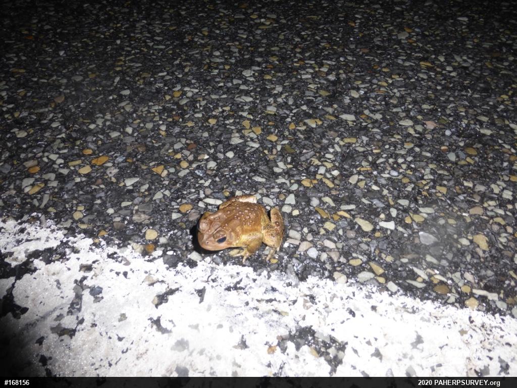 Eastern American Toad