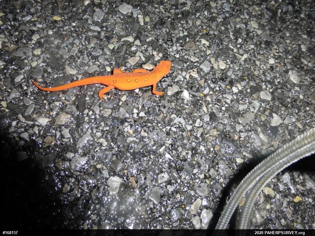 Red-spotted Newt