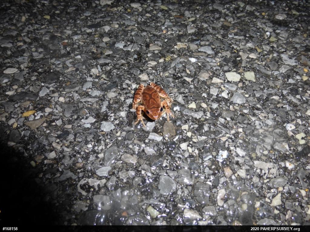 Spring Peeper