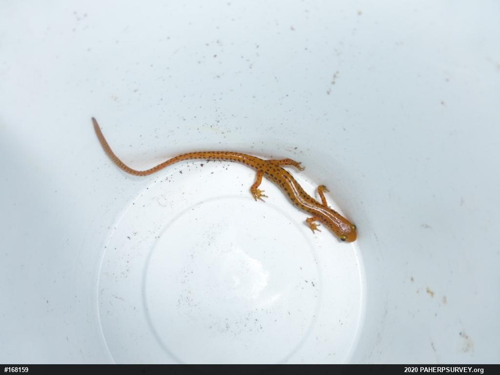 Eastern Long-tailed Salamander