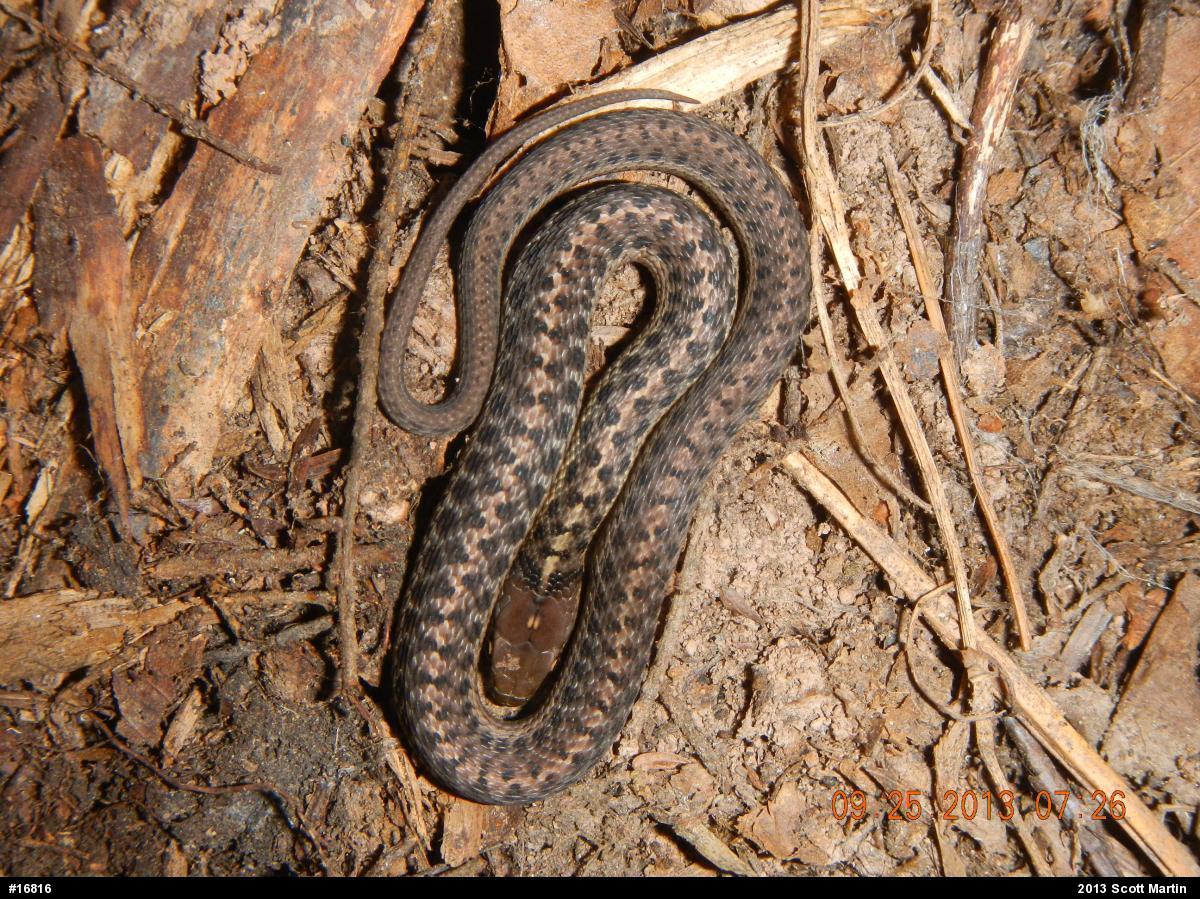 Eastern Gartersnake