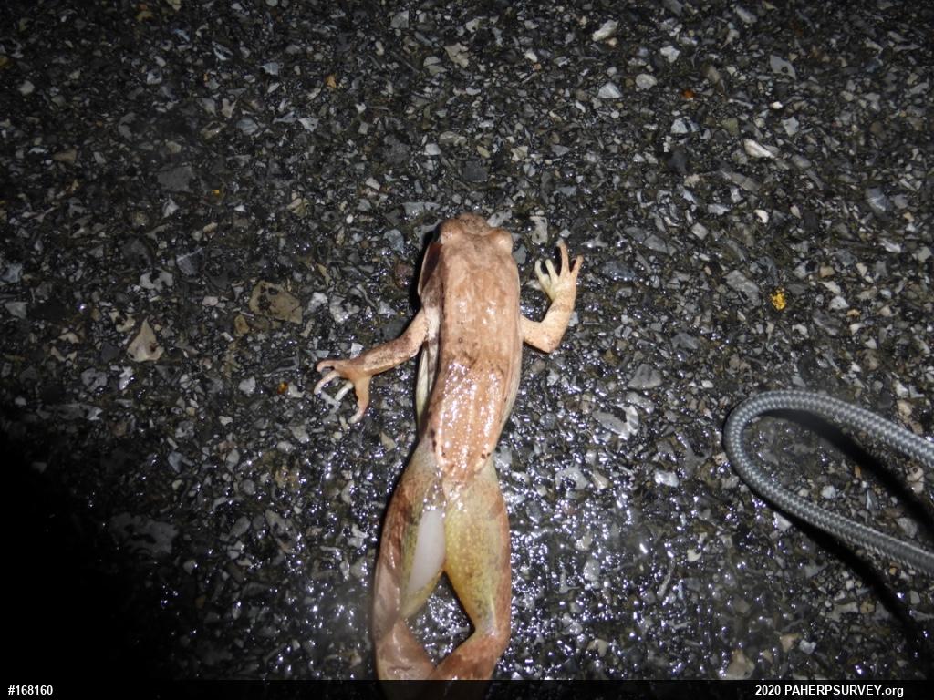 Wood Frog