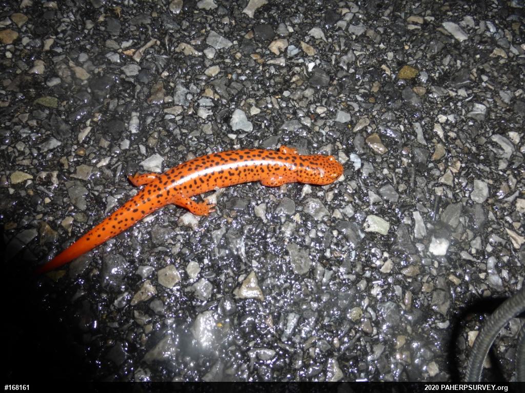 Northern Red Salamander