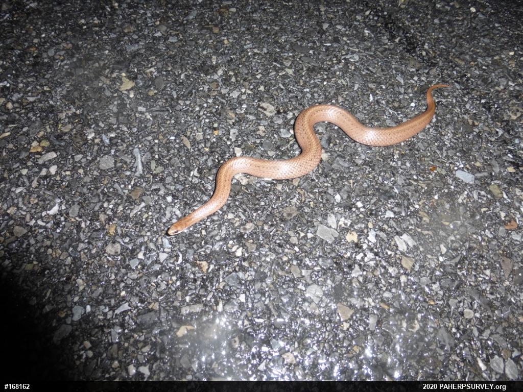 Mountain Earthsnake