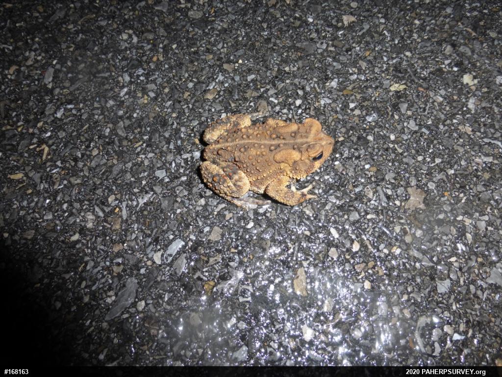 Eastern American Toad