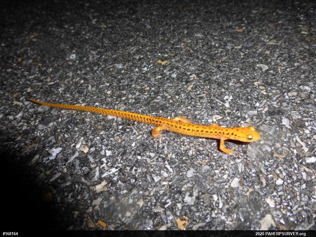 Eastern Long-tailed Salamander