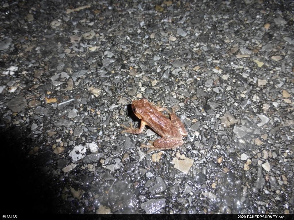 Spring Peeper