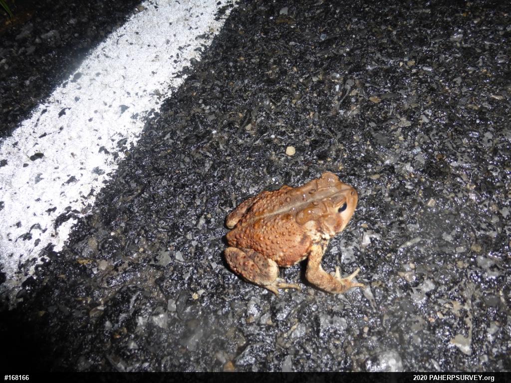 Eastern American Toad