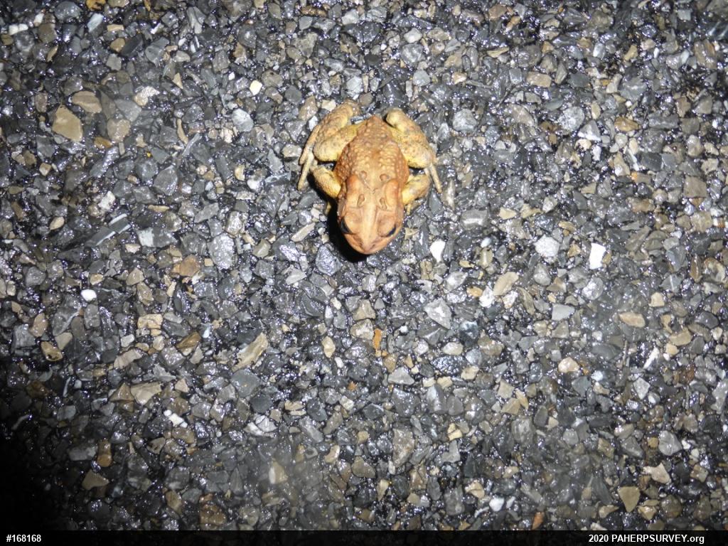 Eastern American Toad
