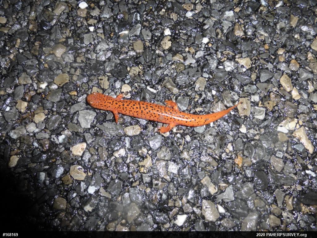Northern Red Salamander