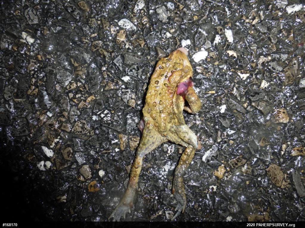 Eastern American Toad