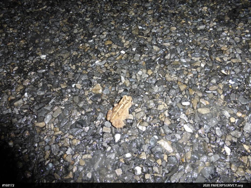 Eastern American Toad