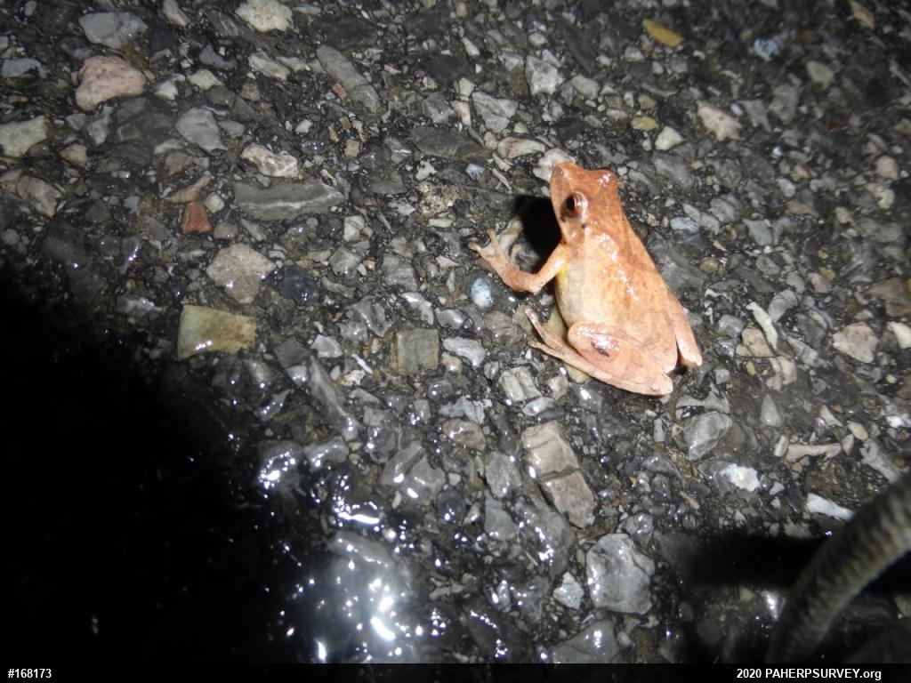 Spring Peeper