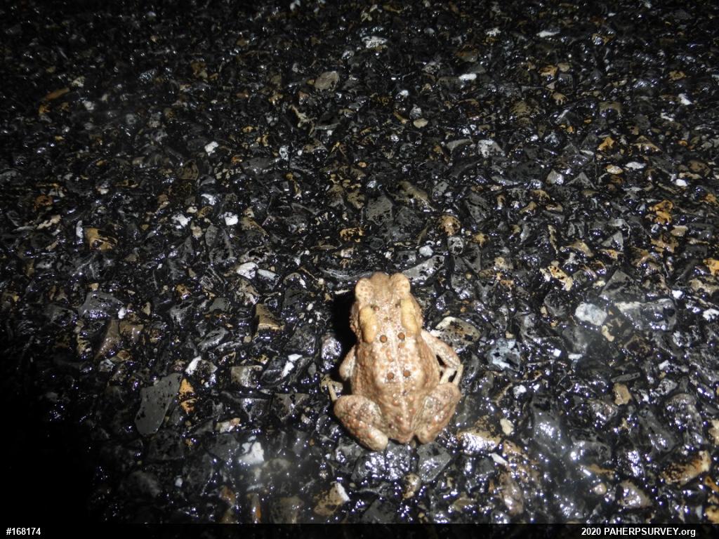 Eastern American Toad