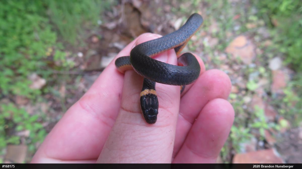 Northern Ring-necked Snake