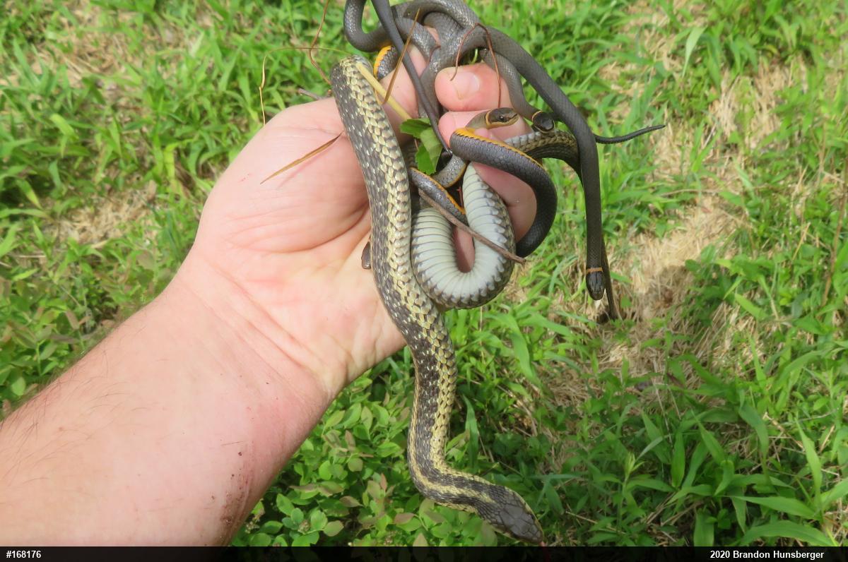 Northern Ring-necked Snake