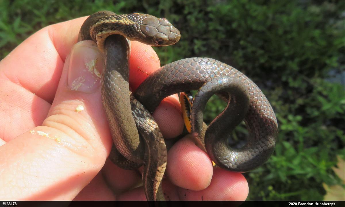 Eastern Gartersnake