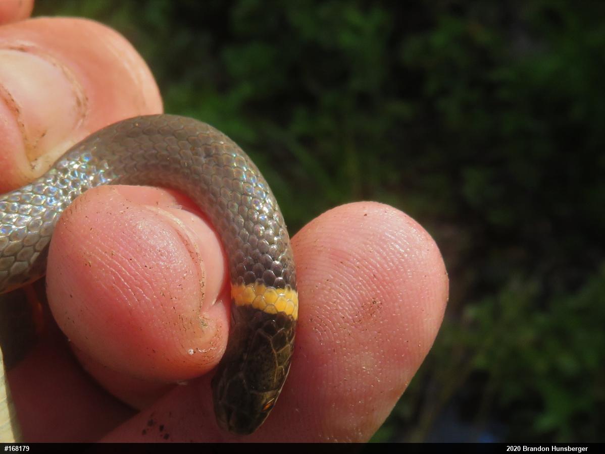 Northern Ring-necked Snake