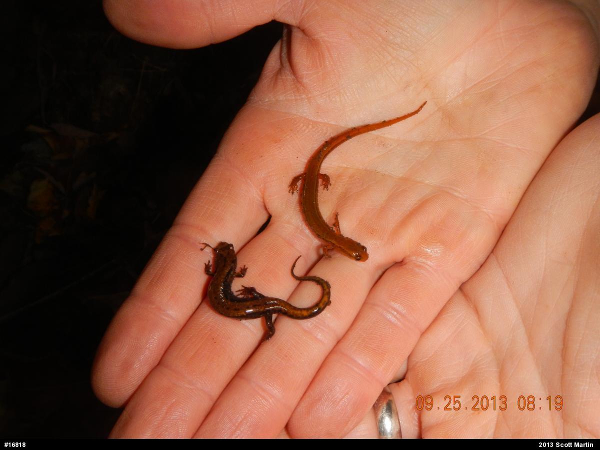 Allegheny Mountain Dusky Salamander