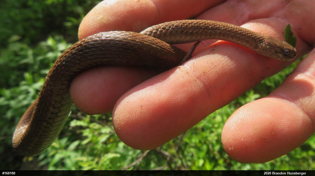 Red-bellied Snake