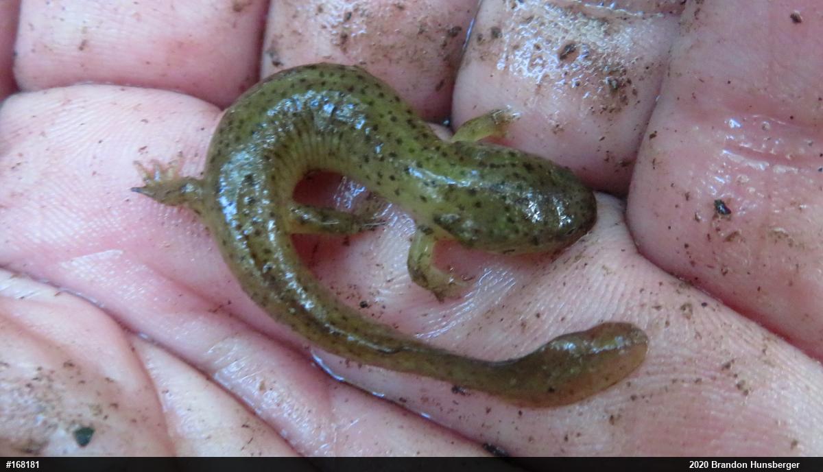 Northern Red Salamander