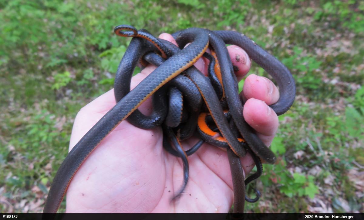 Northern Ring-necked Snake