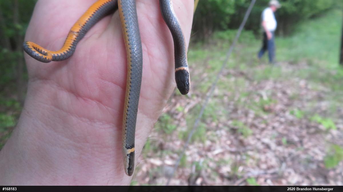 Northern Ring-necked Snake