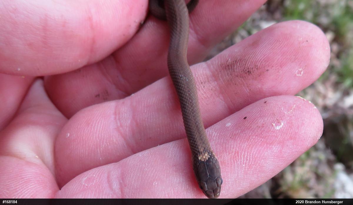 Red-bellied Snake