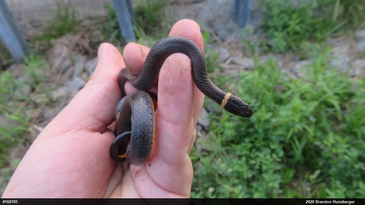 Northern Ring-necked Snake