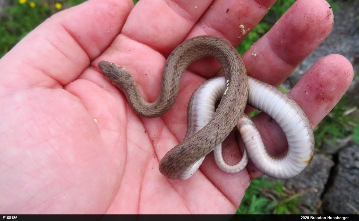 Dekay's Brownsnake
