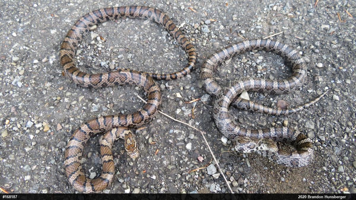 Eastern Milksnake