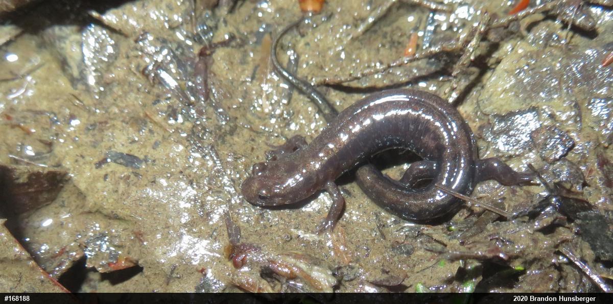 Allegheny Mountain Dusky Salamander