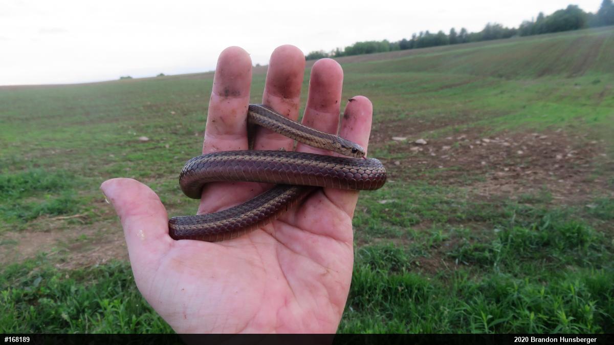 Shorthead Gartersnake