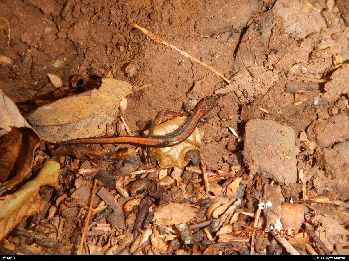 Eastern Red-backed  Salamander