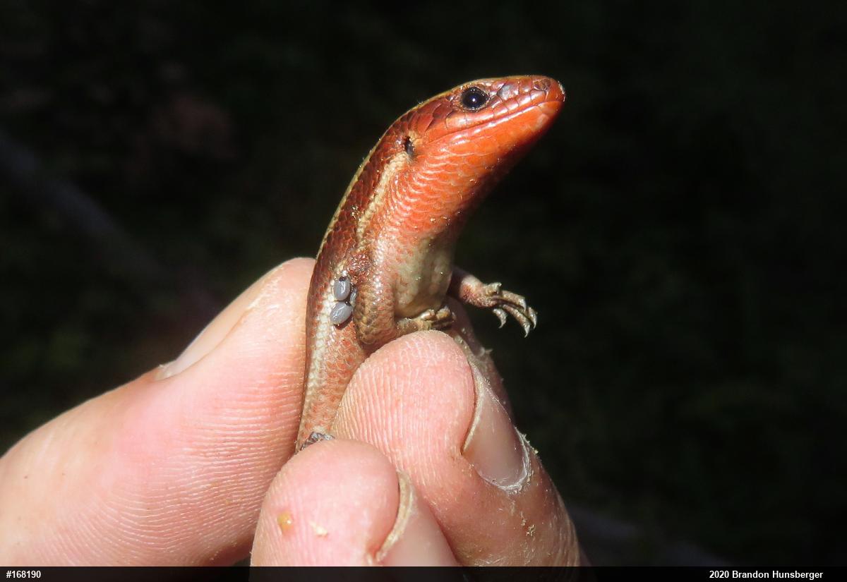 Northern Coal Skink