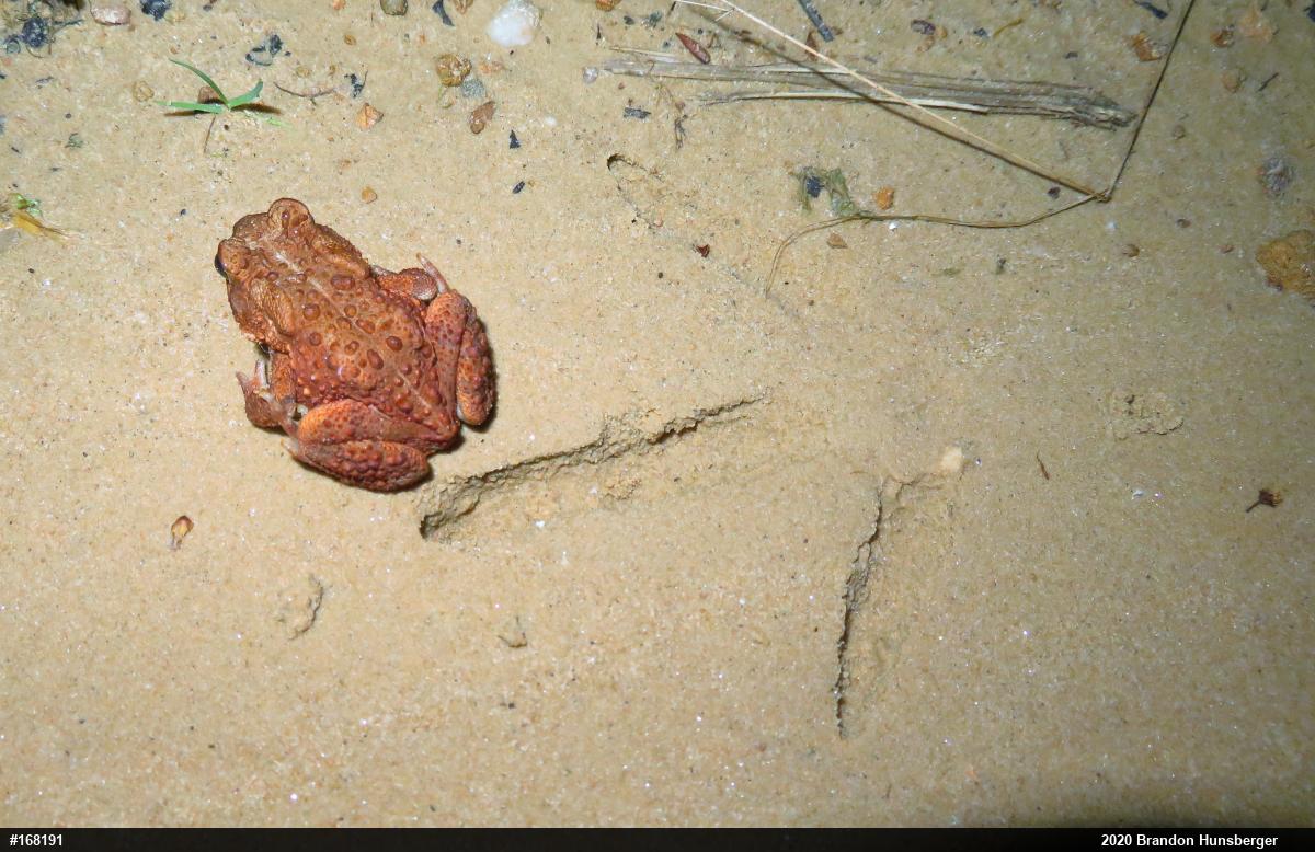 Eastern American Toad