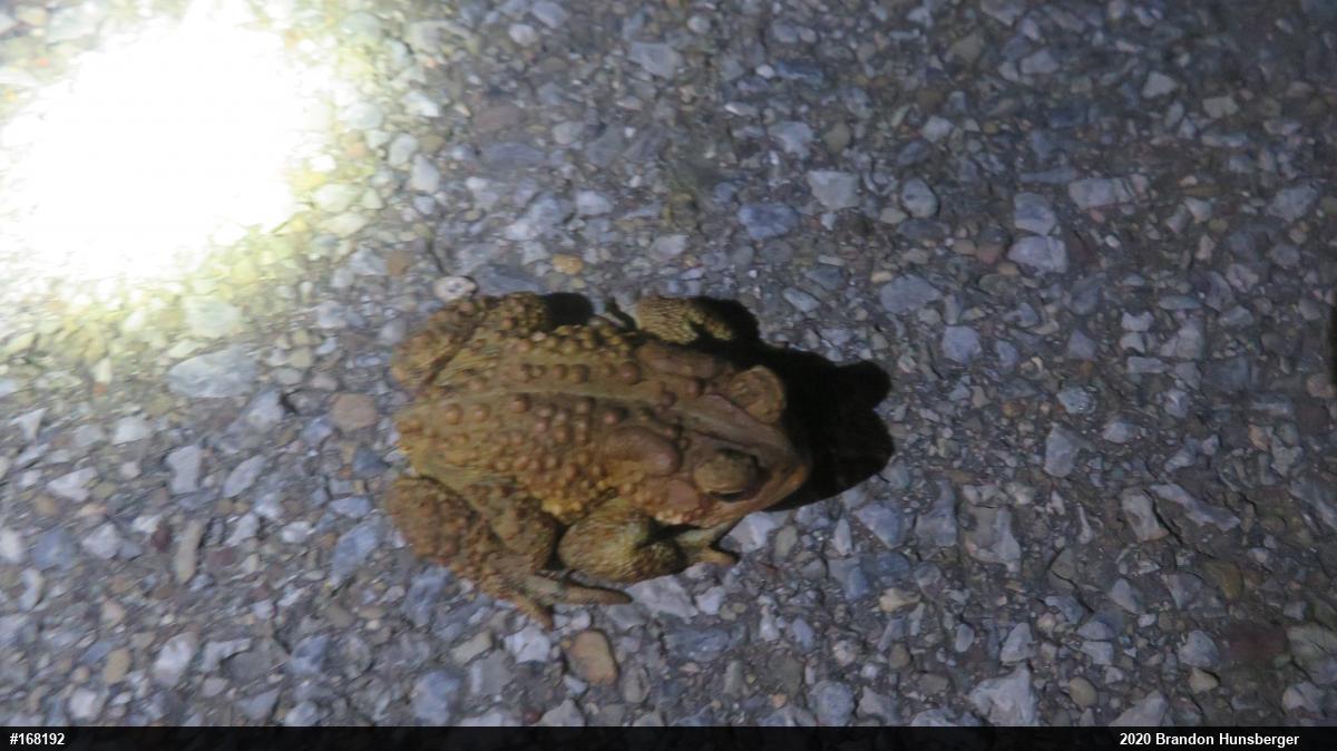 Eastern American Toad