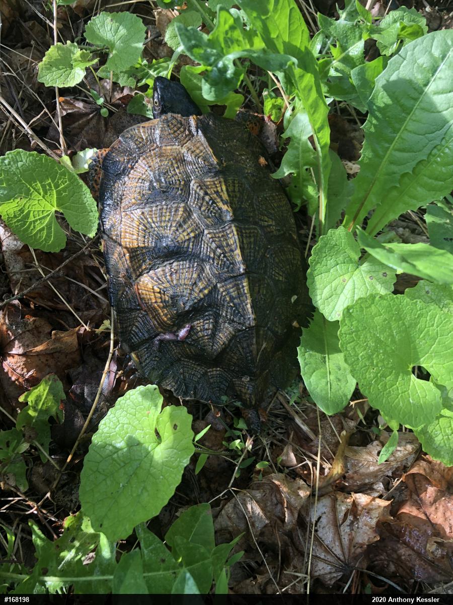 Wood Turtle