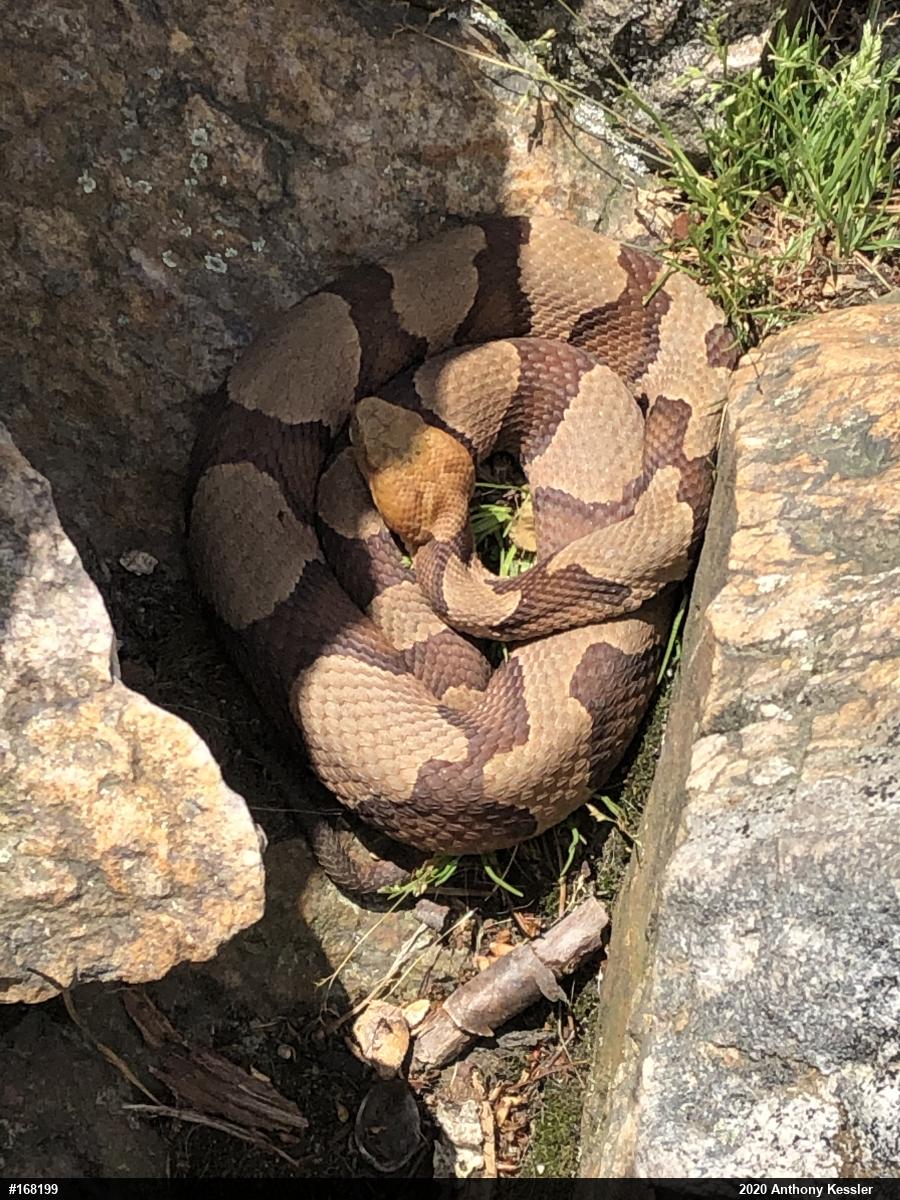 Northern Copperhead