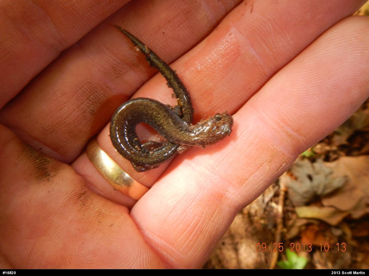 Eastern Red-backed  Salamander