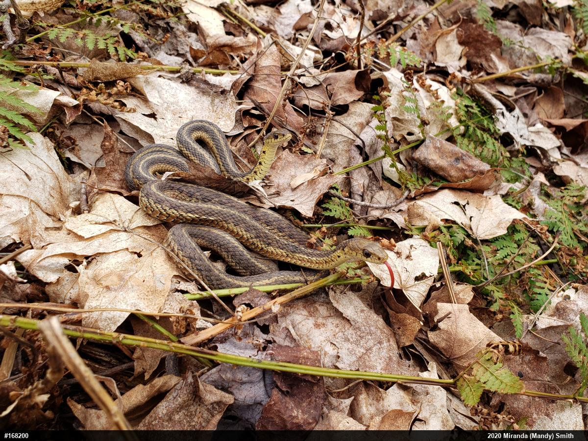 Eastern Gartersnake