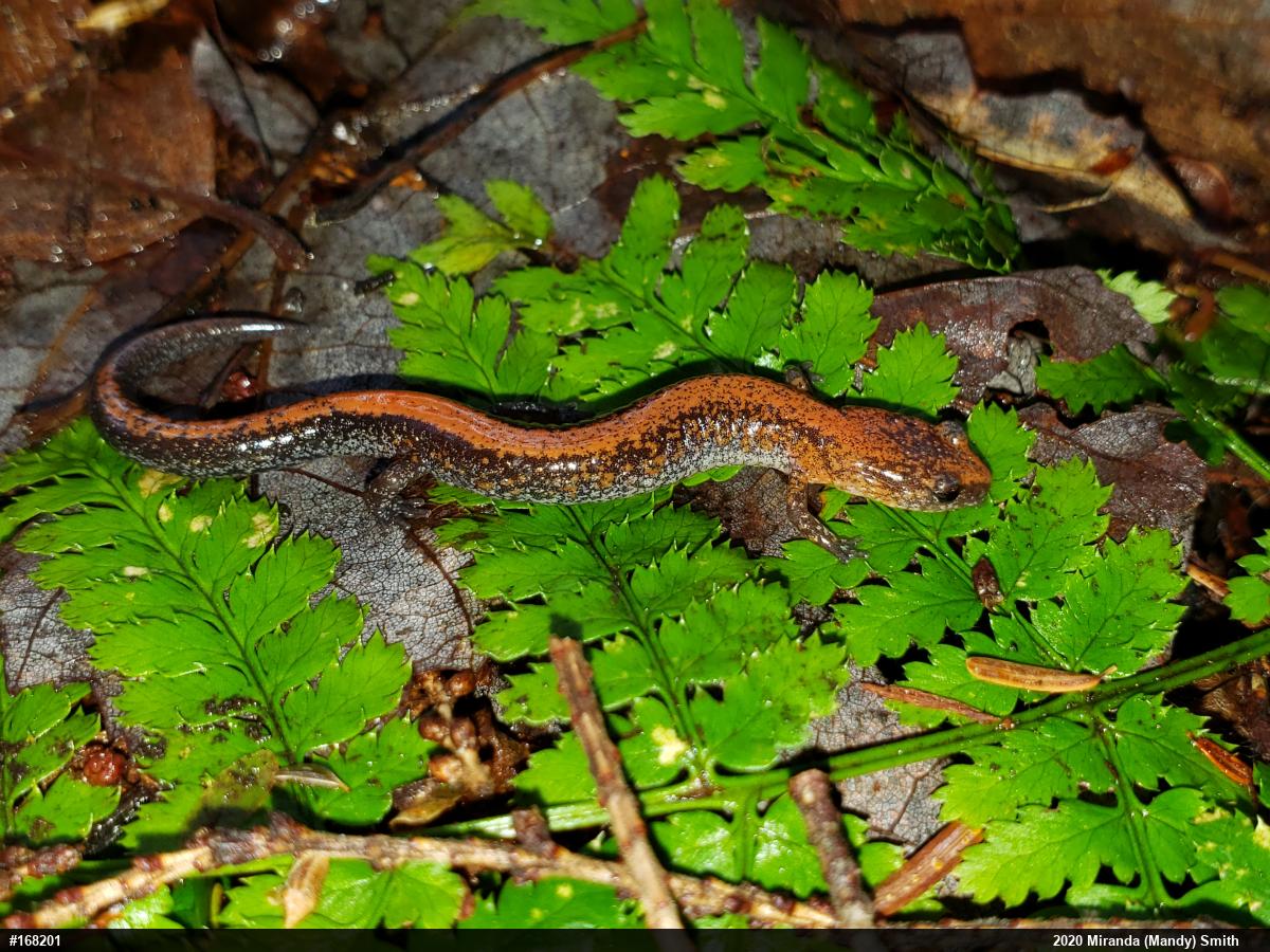 Eastern Red-backed  Salamander