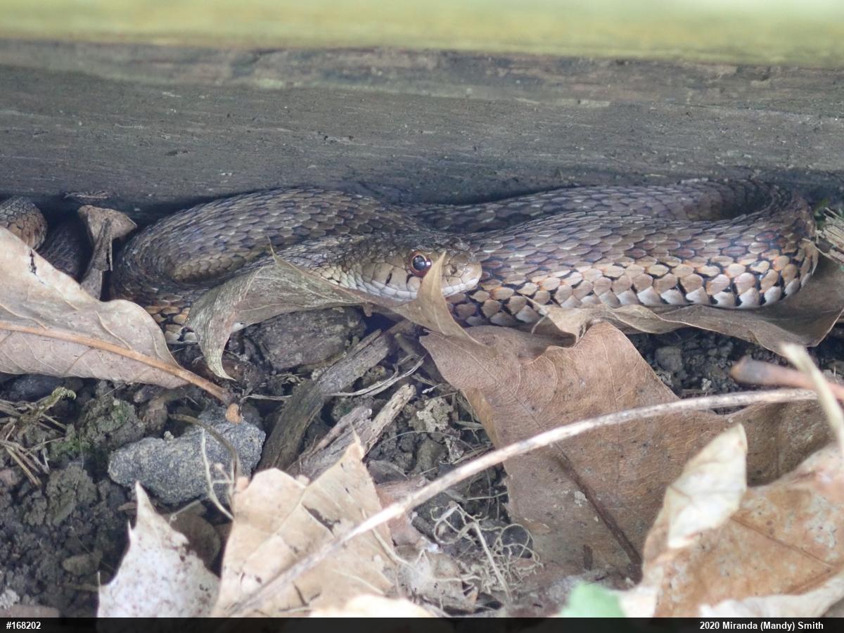 Eastern Gartersnake