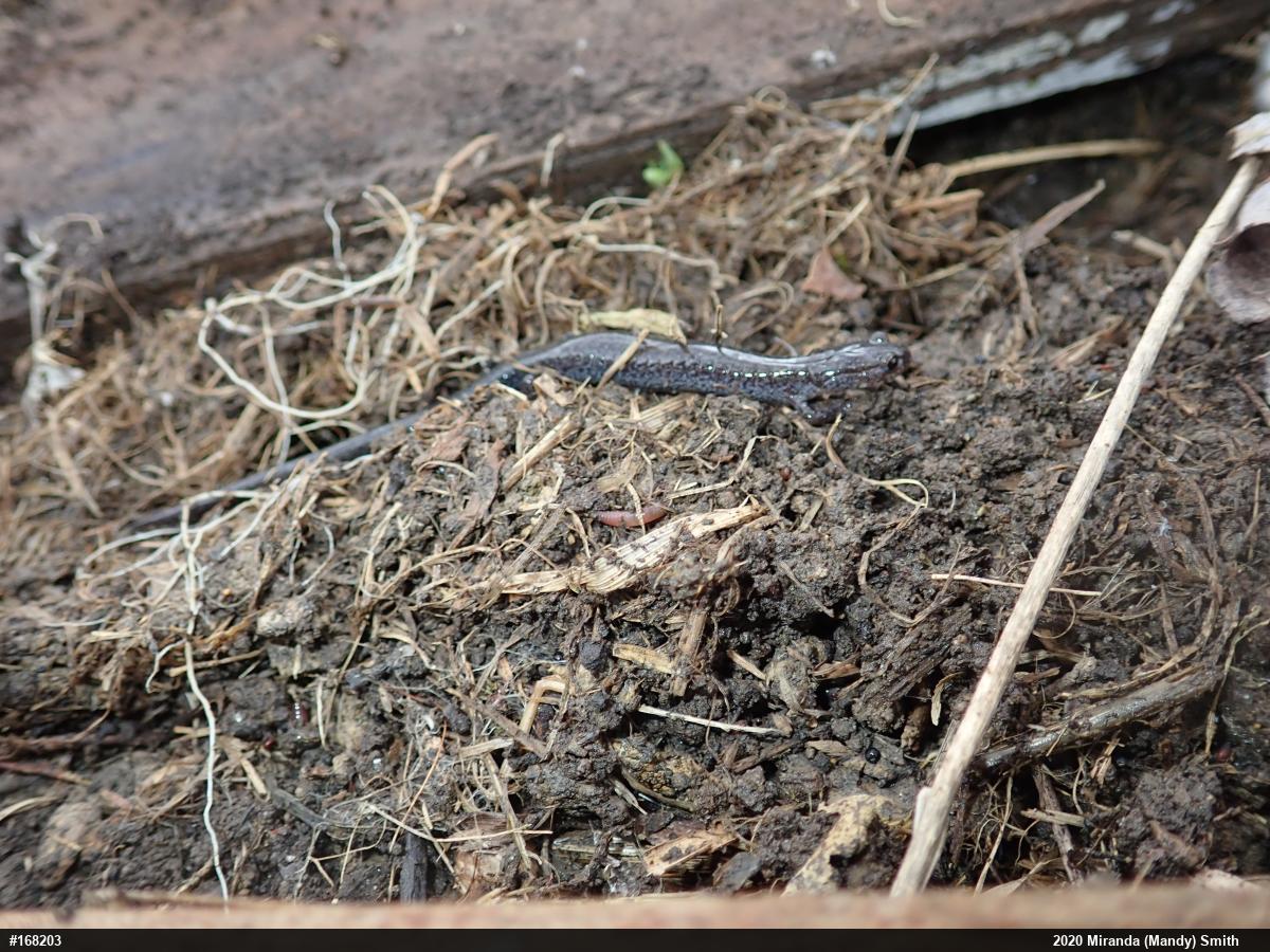 Woodland Salamanders