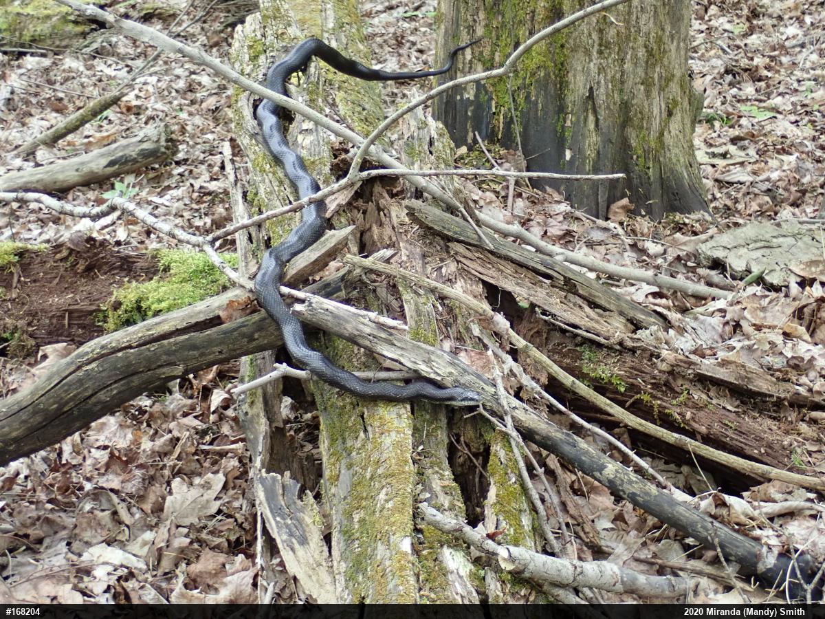 Eastern Ratsnake