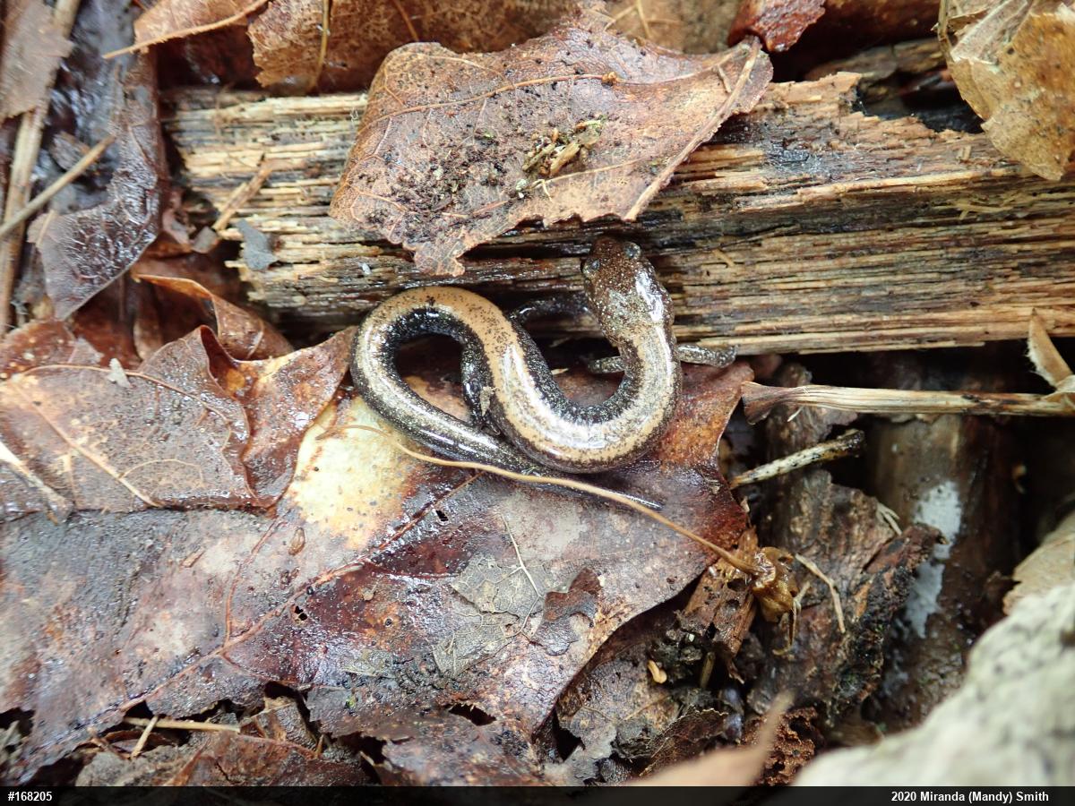 Eastern Red-backed  Salamander
