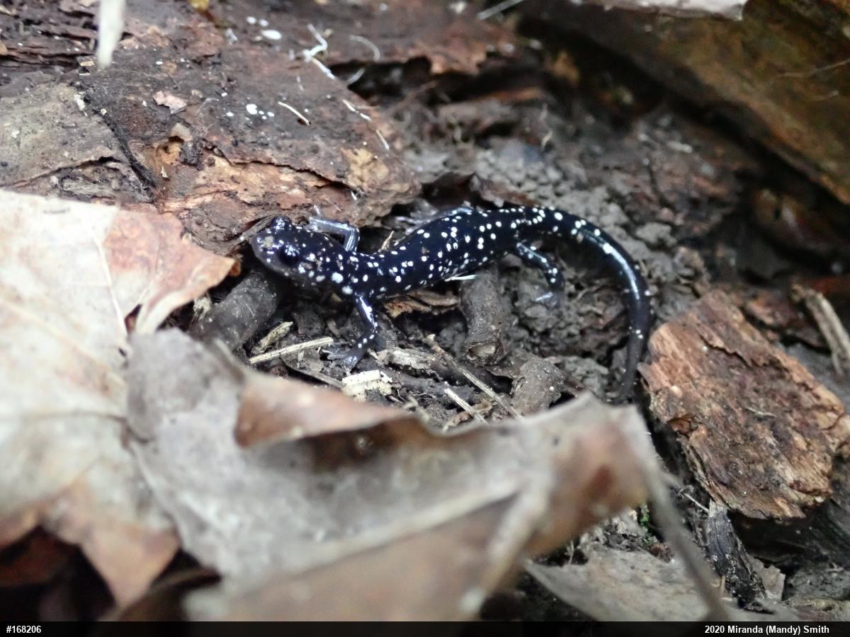 Northern Slimy Salamander