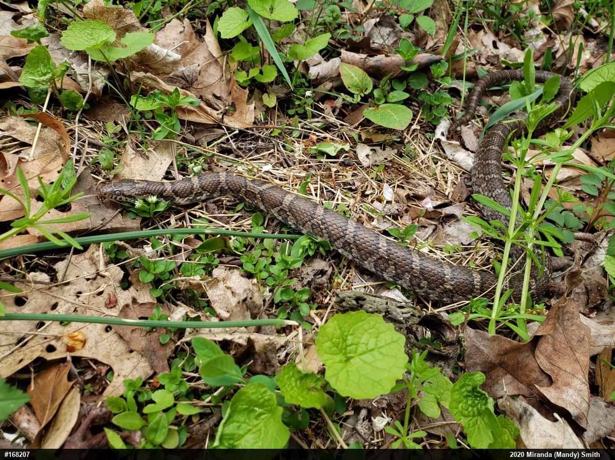 Eastern Milksnake